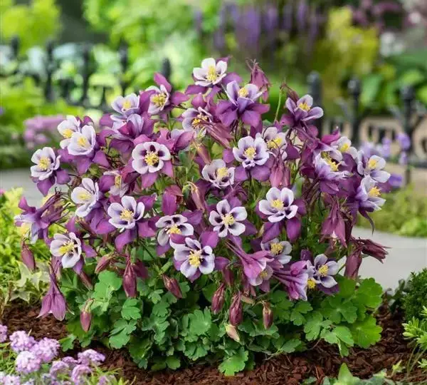 Аквилегия Эрлиберд Пурпурно-белая - Aquilegia x hybrida Earlybird Purple White - Фото №3