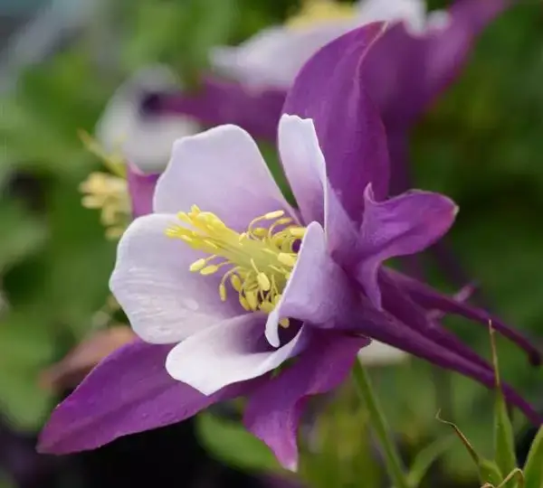 Аквилегия Эрлиберд Пурпурно-белая - Aquilegia x hybrida Earlybird Purple White - Фото №1