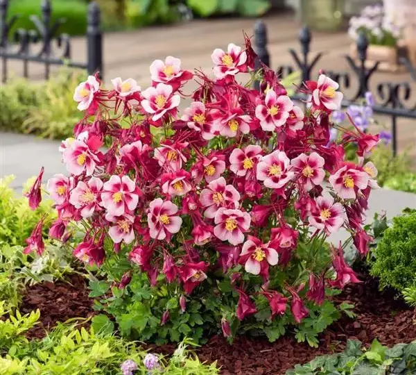 Аквилегия Эрлиберд Красно-белая - Aquilegia x hybrida Earlybird Red White - Фото №2