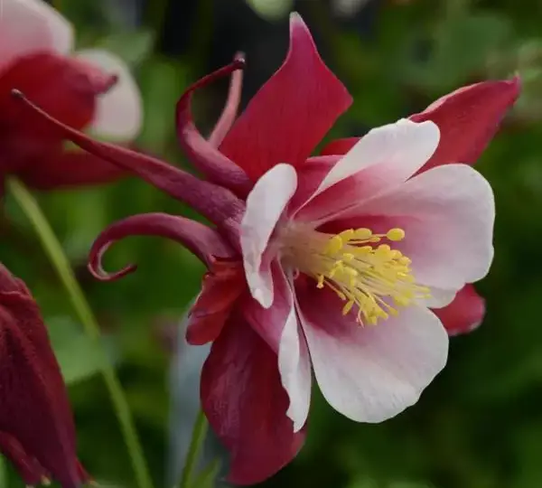 Аквилегия Эрлиберд Красно-белая - Aquilegia x hybrida Earlybird Red White - Фото №1