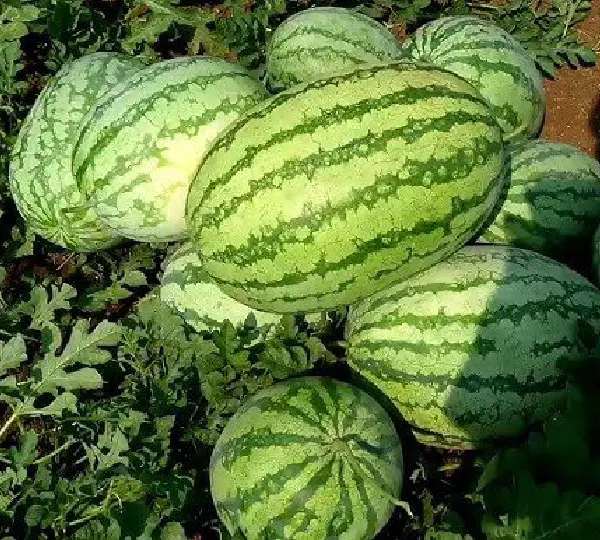 Арбуз Вайт Драгон F1 - White Dragon F1 Lion Seeds - Фото №1
