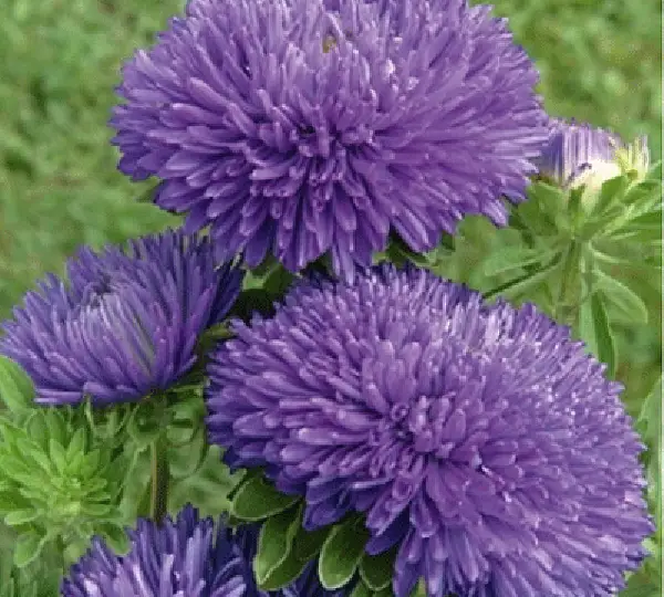 Астра китайская Бьютифул Дэй Тёмно-синяя - Beautiful Day Dark Blue Callistephus chinensis - Фото №1