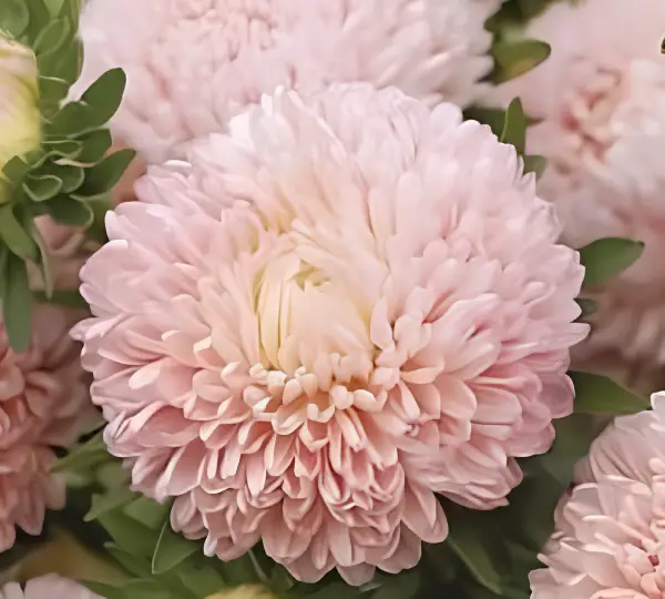 Астра китайская Бьютифул Дэй Розовая - Beautiful Day Rose, Callistephus chinensis - Фото №1