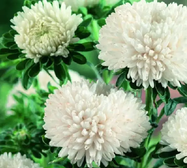 Астра китайская Бьютифул Дэй Кремово-белая - Callistephus chinensis Beautiful Day Creamy White - Фото №1
