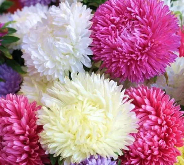 Астра китайская Бьютифул Дэй Смесь - Callistephus chinensis Beautiful Day Mix - Фото №1