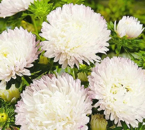 Астра китайская Хризантелла Лимончелло - Callistephus chinensis Chrisantella Limoncello - Фото №1