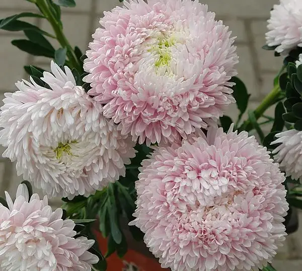 Астра китайская Хризантелла Сакура - Callistephus chinensis Chrisantella Sakura - Фото №1