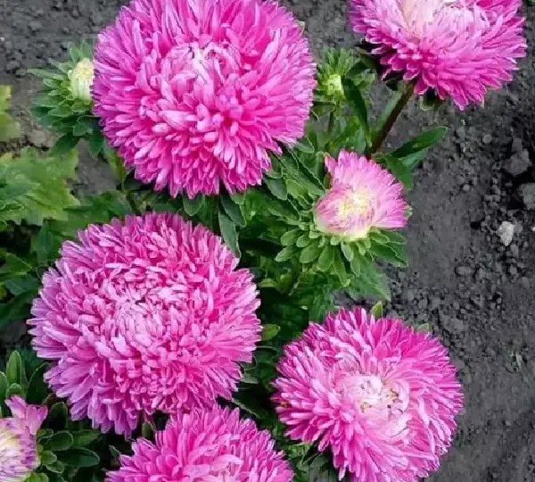 Астра китайская Леди Корал Ярко-розовая - Callistephus chinensis Lady Coral Brilliant Rose - Фото №1