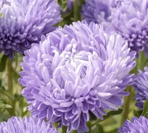 Астра китайская Леди Корал Светло-голубая - Callistephus chinensis Lady Coral Light Blue - Фото №1