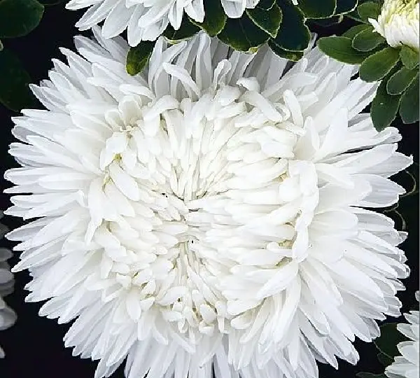 Астра китайская Леди Корал Белая - Callistephus chinensis Lady Coral White - Фото №1