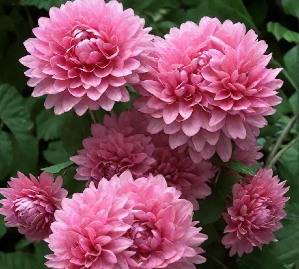 Астра китайская пионовидная Розовая башня - Callistephus chinensis Pink Tower - Фото №1