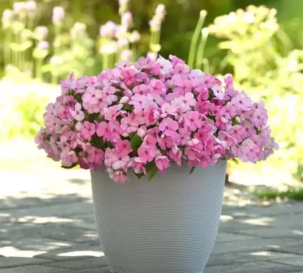 Бальзамин Бикон Светло-розовый - (Impatiens Beacon Pink Light, Impatiens walleriana - Фото №2
