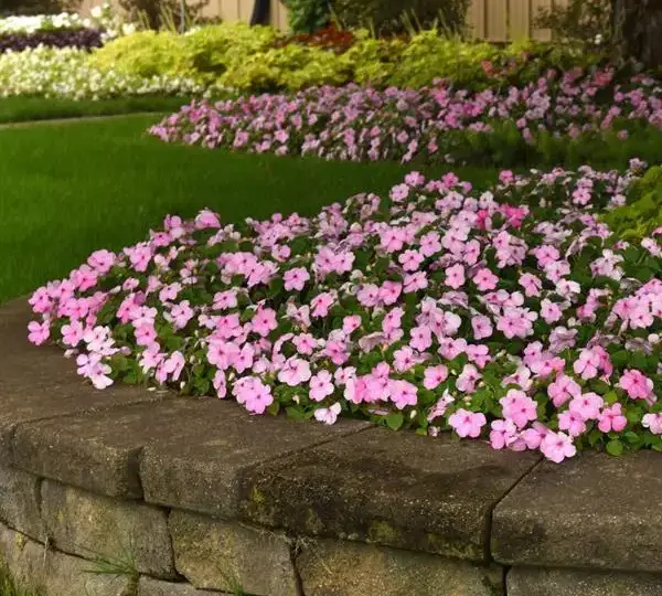 Бальзамин Бикон Светло-розовый - (Impatiens Beacon Pink Light, Impatiens walleriana - Фото №3