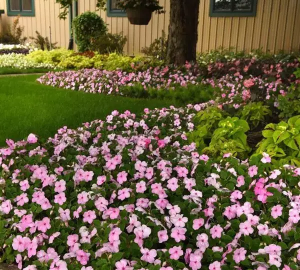 Бальзамин Бикон Светло-розовый - (Impatiens Beacon Pink Light, Impatiens walleriana - Фото №4