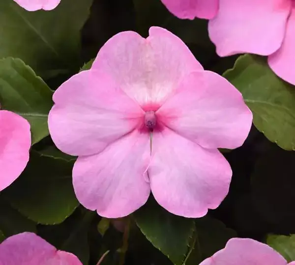 Бальзамин Бикон Светло-розовый - (Impatiens Beacon Pink Light, Impatiens walleriana - Фото №1
