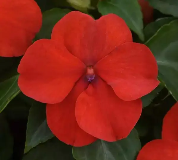 Бальзамин Бикон Ярко-красный - (mpatiens Beacon Bright Red, Impatiens walleriana - Фото №2