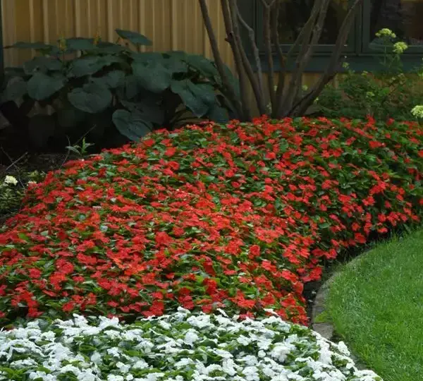 Бальзамин Бикон Ярко-красный - (mpatiens Beacon Bright Red, Impatiens walleriana - Фото №3