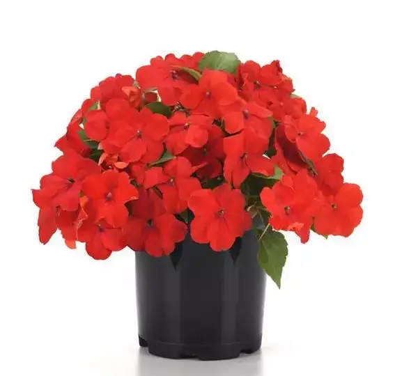 Бальзамин Бикон Ярко-красный - (mpatiens Beacon Bright Red, Impatiens walleriana - Фото №4