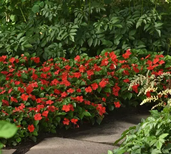 Бальзамин Бикон Ярко-красный - (mpatiens Beacon Bright Red, Impatiens walleriana - Фото №5