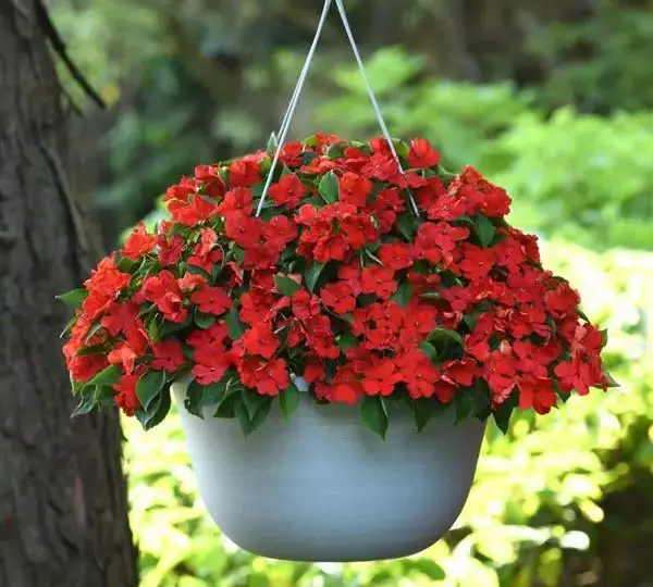 Бальзамин Бикон Ярко-красный - (mpatiens Beacon Bright Red, Impatiens walleriana - Фото №1
