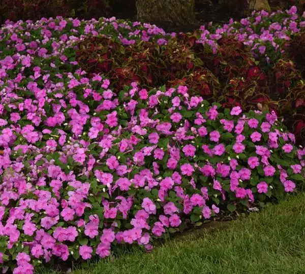 Бальзамин Бикон Голубая Жемчужина - Impatiens Beacon Blue Pearl, Impatiens walleriana - Фото №2