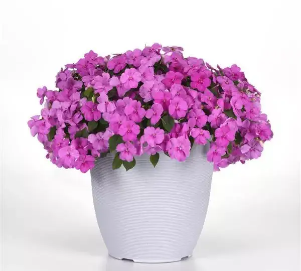 Бальзамин Бикон Голубая Жемчужина - Impatiens Beacon Blue Pearl, Impatiens walleriana - Фото №3