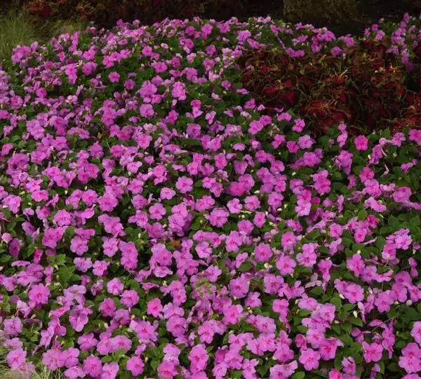 Бальзамин Бикон Голубая Жемчужина - Impatiens Beacon Blue Pearl, Impatiens walleriana - Фото №4