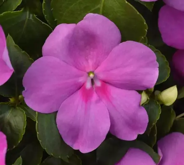 Бальзамин Бикон Голубая Жемчужина - Impatiens Beacon Blue Pearl, Impatiens walleriana - Фото №1