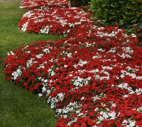 Бальзамин Бикон Кейп Пайн Смесь - Impatiens Beacon Cape Pine Mix, Impatiens walleriana - Фото №2