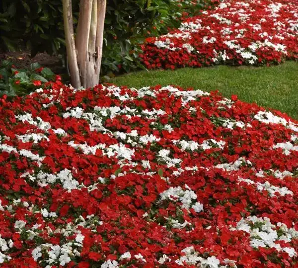 Бальзамин Бикон Кейп Пайн Смесь - Impatiens Beacon Cape Pine Mix, Impatiens walleriana - Фото №3
