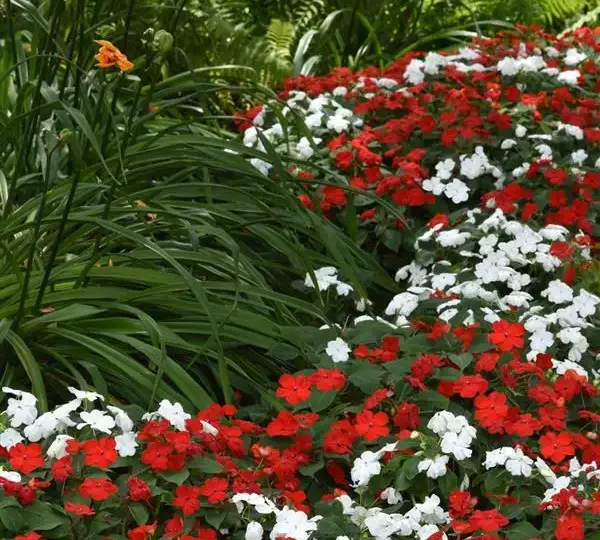 Бальзамин Бикон Кейп Пайн Смесь - Impatiens Beacon Cape Pine Mix, Impatiens walleriana - Фото №4