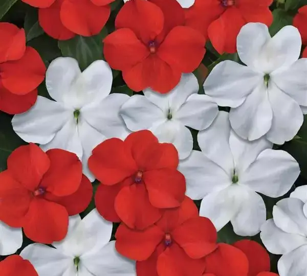 Бальзамин Бикон Кейп Пайн Смесь - Impatiens Beacon Cape Pine Mix, Impatiens walleriana - Фото №1