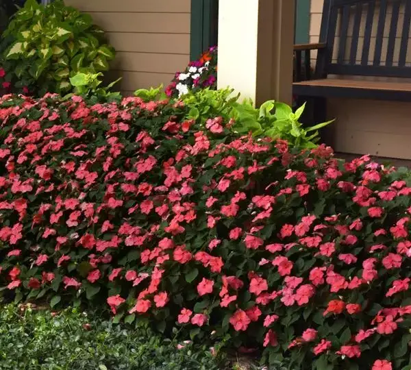 Бальзамин Бикон Коралловый IPD - Impatiens Beacon Coral IPD, Impatiens walleriana - Фото №2