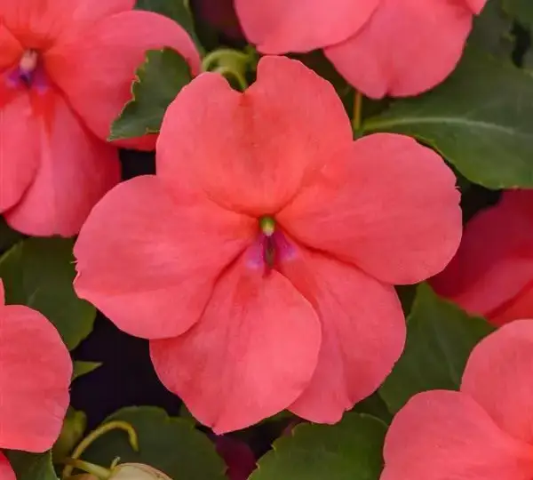 Бальзамин Бикон Коралловый IPD - Impatiens Beacon Coral IPD, Impatiens walleriana - Фото №3