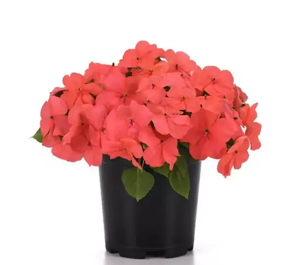 Бальзамин Бикон Коралловый IPD - Impatiens Beacon Coral IPD, Impatiens walleriana - Фото №4