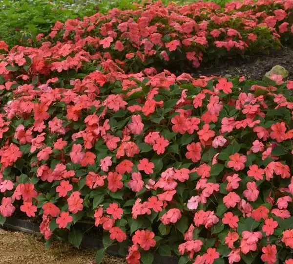 Бальзамин Бикон Коралловый IPD - Impatiens Beacon Coral IPD, Impatiens walleriana - Фото №5