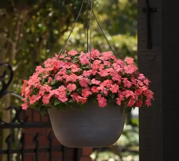 Бальзамин Бикон Коралловый IPD - Impatiens Beacon Coral IPD, Impatiens walleriana - Фото №1