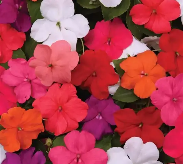 Бальзамин Бикон Формула IPD Смесь - Impatiens Beacon Formula IPD Mix, Impatiens walleriana - Фото №1