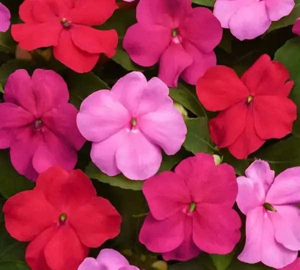 Бальзамин Бикон Отвей Смесь - Impatiens Beacon Otway Mix, Impatiens walleriana - Фото №3