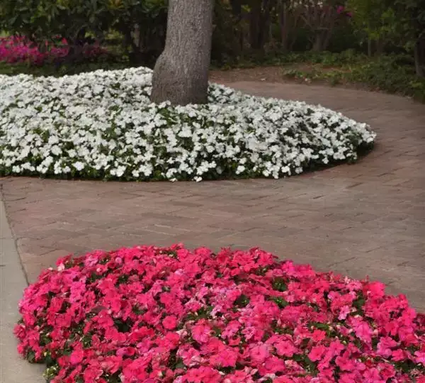 Бальзамин Бикон Розовый - Impatiens Beacon Rose, Impatiens walleriana - Фото №2
