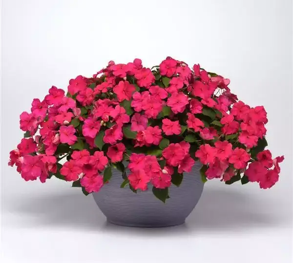 Бальзамин Бикон Розовый - Impatiens Beacon Rose, Impatiens walleriana - Фото №3