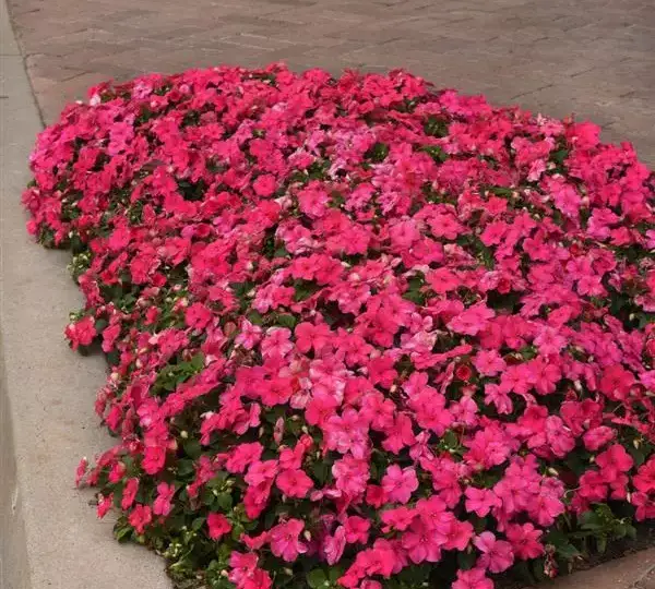 Бальзамин Бикон Розовый - Impatiens Beacon Rose, Impatiens walleriana - Фото №4
