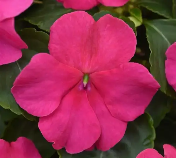 Бальзамин Бикон Розовый - Impatiens Beacon Rose, Impatiens walleriana - Фото №1
