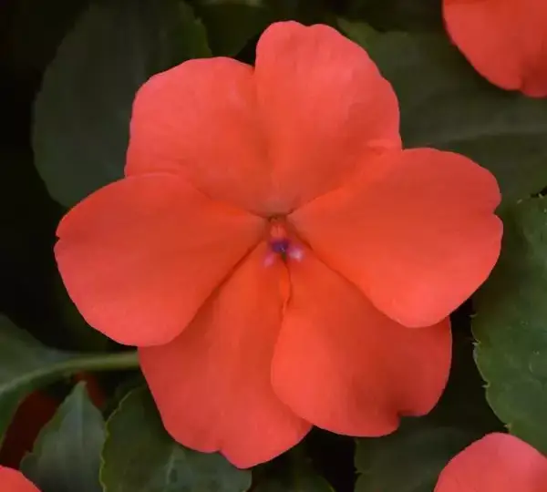 Бальзамин Бикон Лососёвый - Impatiens Beacon Salmon, Impatiens walleriana - Фото №2