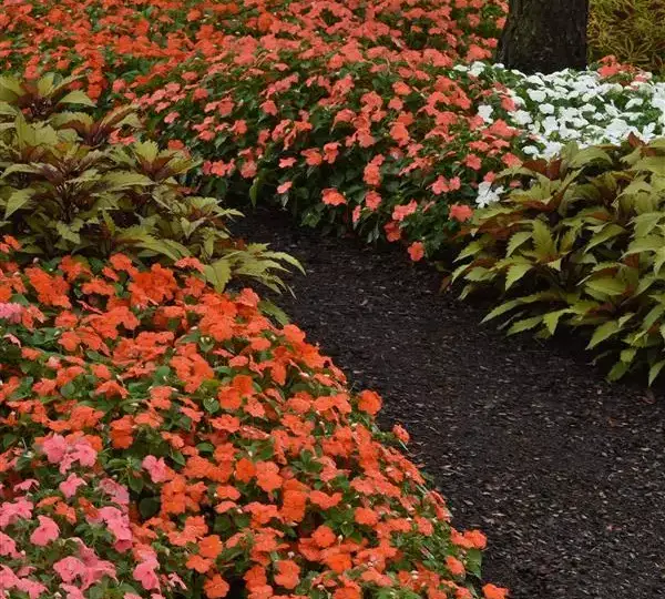 Бальзамин Бикон Лососёвый - Impatiens Beacon Salmon, Impatiens walleriana - Фото №3