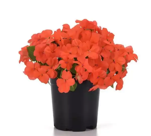 Бальзамин Бикон Лососёвый - Impatiens Beacon Salmon, Impatiens walleriana - Фото №4