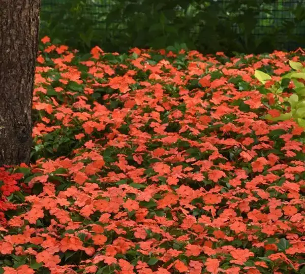 Бальзамин Бикон Лососёвый - Impatiens Beacon Salmon, Impatiens walleriana - Фото №5