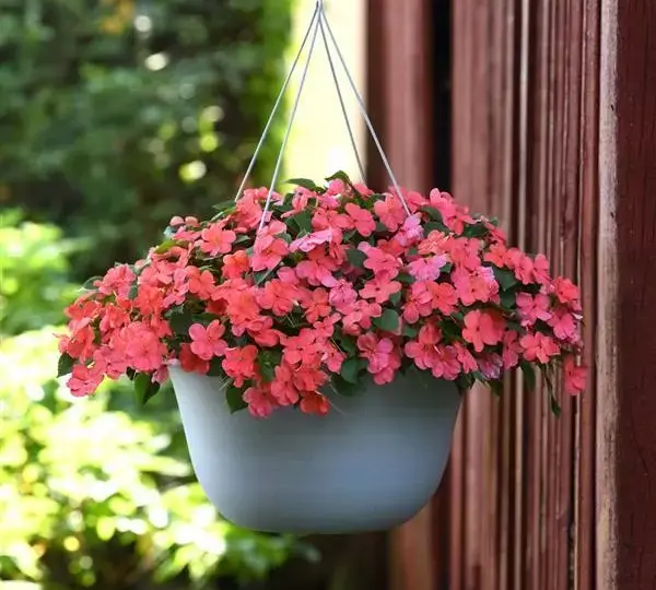 Бальзамин Бикон Лососёвый - Impatiens Beacon Salmon, Impatiens walleriana - Фото №1