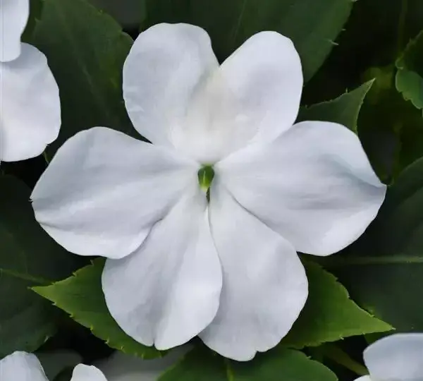 Бальзамин Бикон Белый - Impatiens Beacon White, Impatiens walleriana - Фото №2