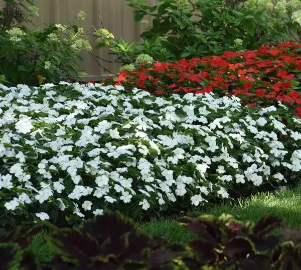 Бальзамин Бикон Белый - Impatiens Beacon White, Impatiens walleriana - Фото №3